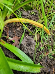 Engaeus