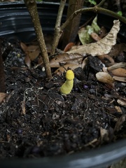 Leucocoprinus birnbaumii image