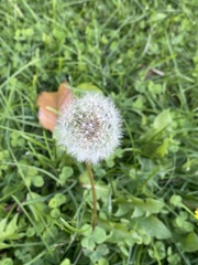 Taraxacum