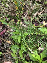 Synostemon hirtellus