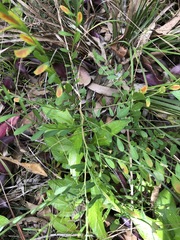Synostemon hirtellus