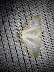 Palpita nigropunctalis
