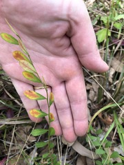 Synostemon hirtellus