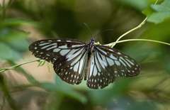 Ideopsis juventa