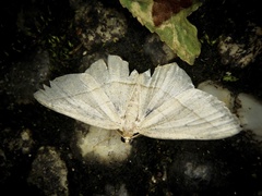 Rhynchobapta cervinaria