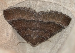 Larentia clavaria
