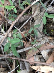 Glycine tabacina