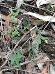 Glycine tabacina