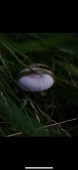Fungi