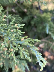 Juniperus grandis