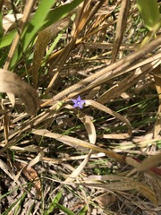 Wahlenbergia gracilis