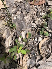 Desmodium rhytidophyllum