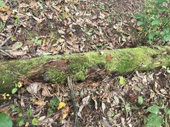 Dacrymyces corticioides