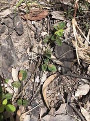 Desmodium rhytidophyllum