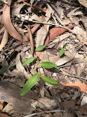 Eremophila debilis