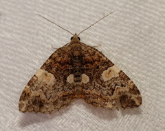 Chrysolarentia phaedra