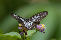 Ideopsis juventa