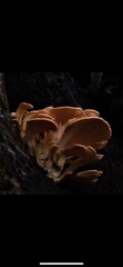 Fungi