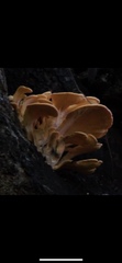 Fungi