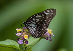 Ideopsis juventa