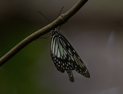 Ideopsis juventa