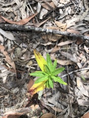 Gomphocarpus physocarpus