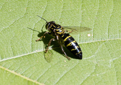 Bembix