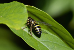 Bembix