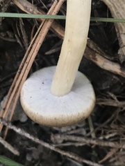 Agrocybe praecox