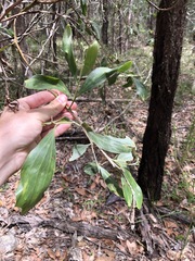 Acacia leiocalyx