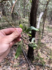 Acacia leiocalyx