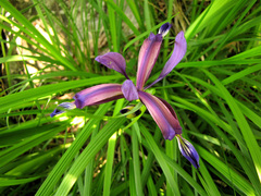 Iris graminea