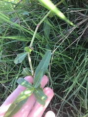 Alternanthera philoxeroides