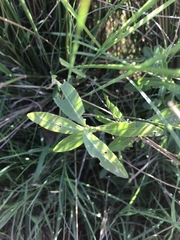 Alternanthera philoxeroides