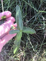 Alternanthera philoxeroides