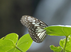 Ideopsis juventa