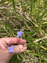 Wahlenbergia gracilis