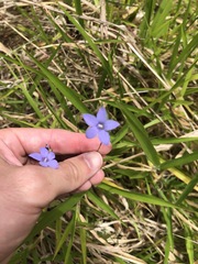 Wahlenbergia gracilis