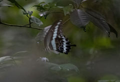 Papilio gigon