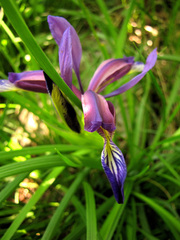 Iris graminea