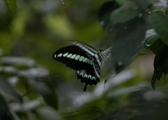 Papilio gigon