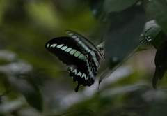 Papilio gigon