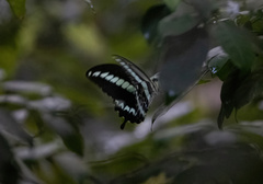 Papilio gigon