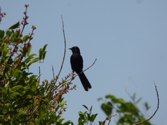 Icterus pyrrhopterus