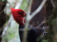 Campephilus magellanicus