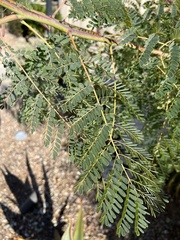 Erythrostemon gilliesii