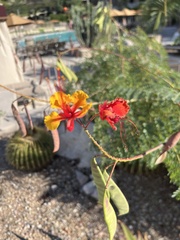 Erythrostemon gilliesii