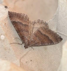 Larentia clavaria