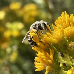Andrena isocomae