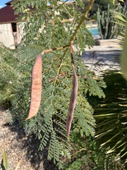 Erythrostemon gilliesii